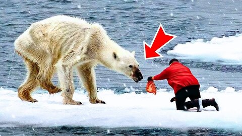 Man Helps A Dying Polar Bear. You Won’t Believe What Happens Next Is Unbelievable!