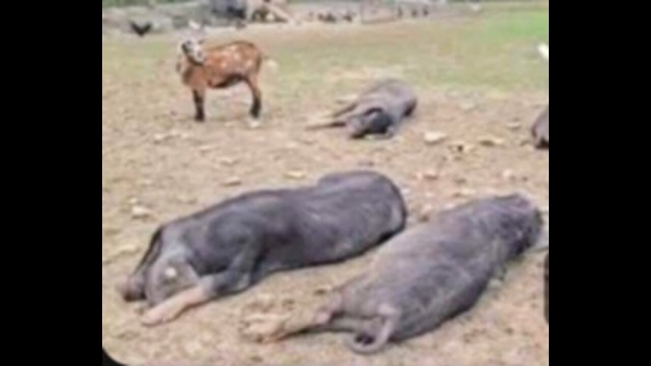Pups On the Farm with Pigs, Goats & Chickens. Feeding Grub Terra