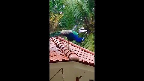 Peacock
