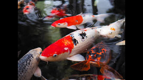 Rarest and Most Expensive Koi Fish !