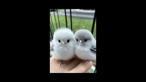 cute birds