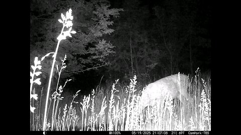 Deer Cam 05-19-2025 Game Camera Trail Camera
