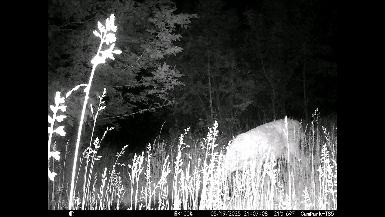 Deer Cam 05-19-2025 Game Camera Trail Camera