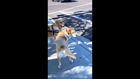 Funny Animals