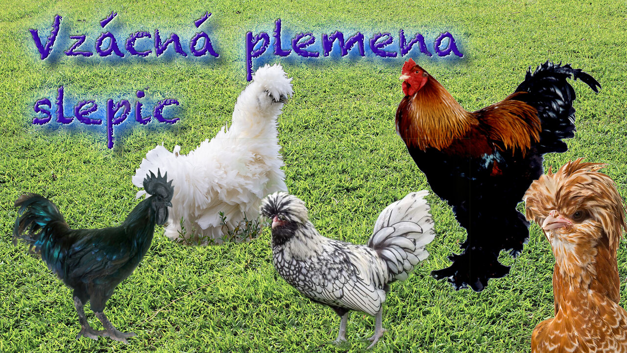 Vzácná Plemena Slepic - Klub chovatelů zdravé a spokojené drůbeže