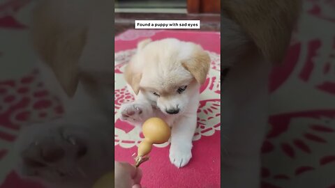 The guy picked up a homeless puppy that turned into a real miracle