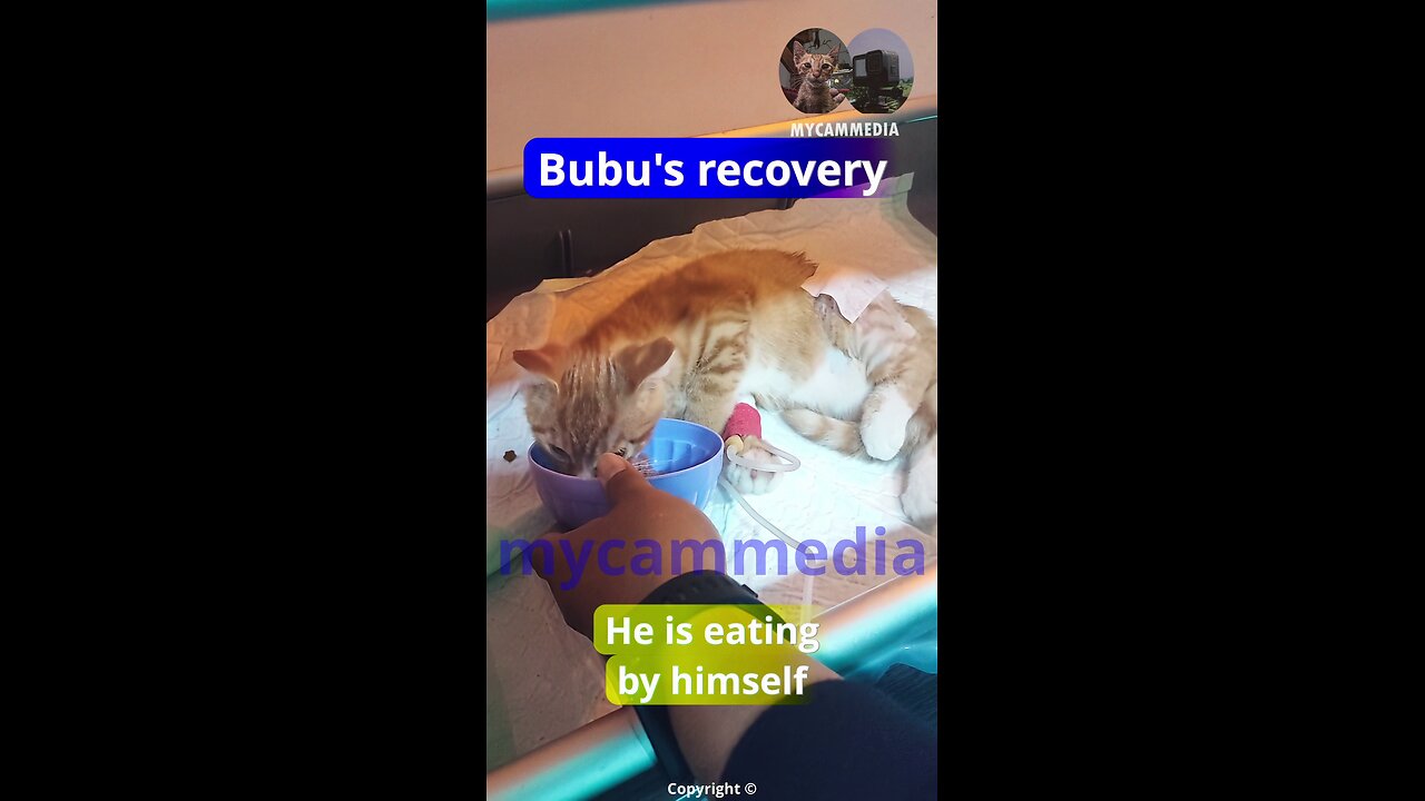 Bubu the kitten's condition.