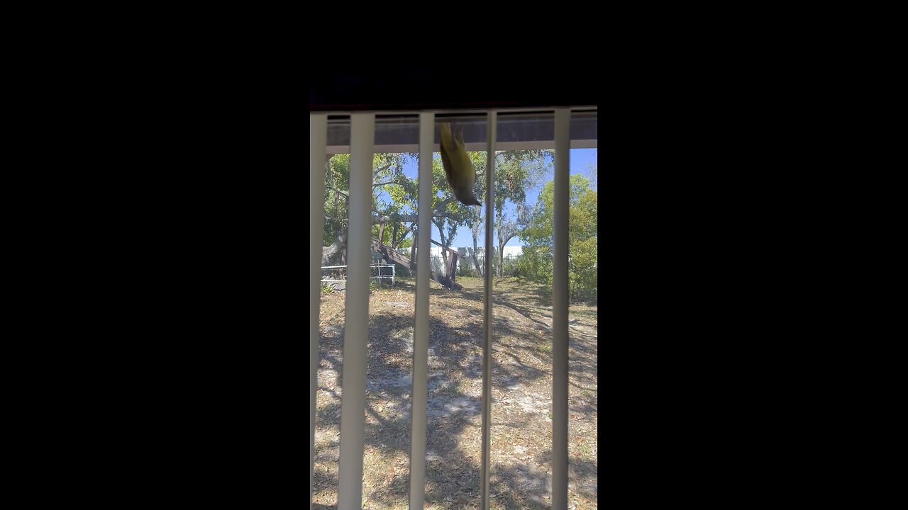 Look who’s back 🐦