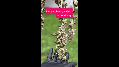 Lemon Cherry velvet harvest