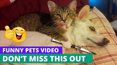 Check out these funny pets