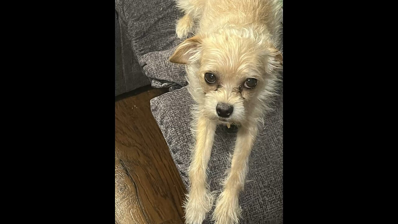 Phx Kruger Dogs video of the day