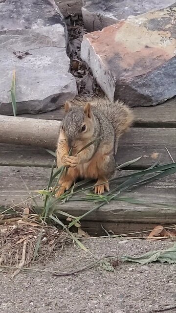 Just a neighborhood squirrel being cute, eating some grass