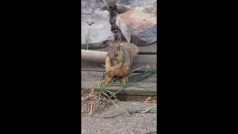 Just a neighborhood squirrel being cute, eating some grass