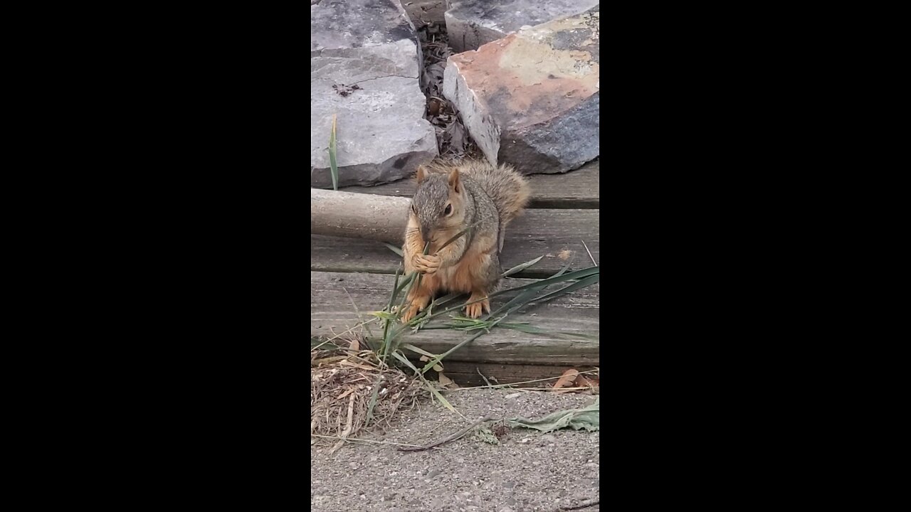 Just a neighborhood squirrel being cute, eating some grass