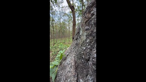 Comady video