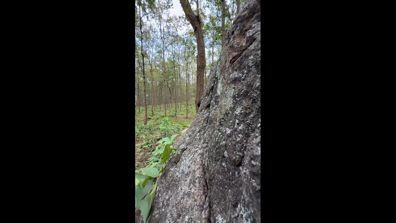 Comady video