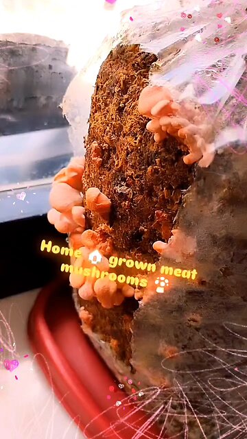 HOME 🏠 Grown no poison