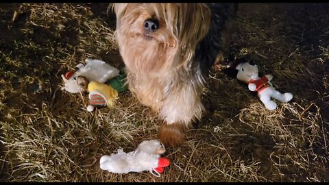 Batman's Stuffed-Animal quartet #funnydogs #yorkies