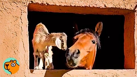 “Mean” Horse Looks After Kittens And Goats Like a Mom | Cuddle Buddies