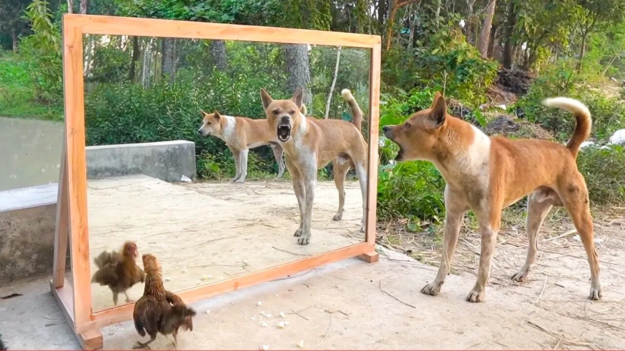 Angry Dogs vs Mirror – Hilarious Reactions You Have to See! 🐶😂🪞