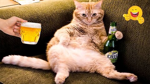2025’s Funniest Dogs & Cats 😂 You Won’t Stop Laughing! | You Laugh You lose 😍😸😹 #Ep84