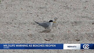 Least terns begin nesting ahead of the Sanibel Causeway Islands reopening