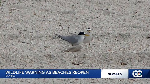 Least terns begin nesting ahead of the Sanibel Causeway Islands reopening