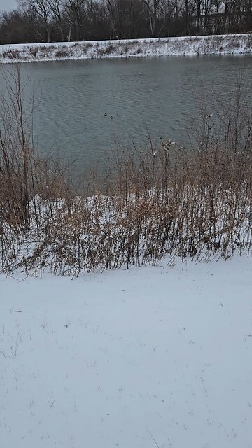 A Couple of Ducks on Stonewort Pond
