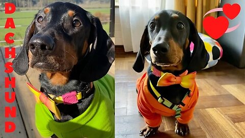 The Best Video IG Compilation Dachshund Around the World Teckel Weiner perros salchicha Deckel.