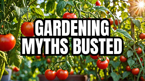 Gardening Myths: The Truth About Growing Tomatoes