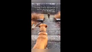 Love All Life Always #521 - Dog Spelled Backwards Is God. Dogs = Unconditional Love ❤️