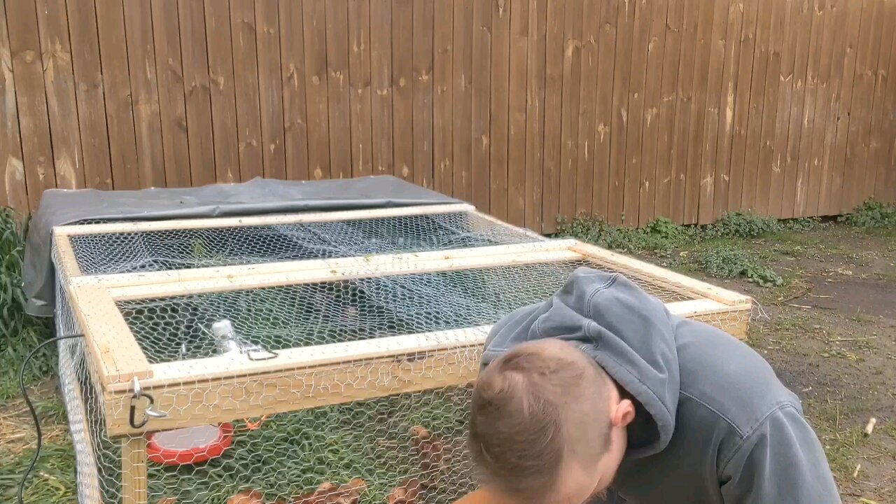 Raising Meat Chickens In Our Backyard