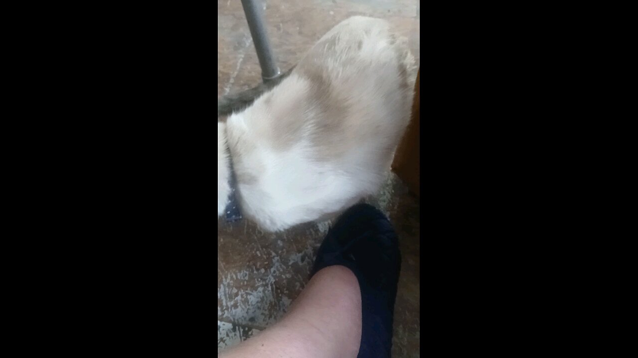 Nala Playing with bottle cap