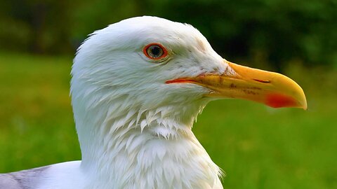 Close-up of the Large Male European Herring Gull