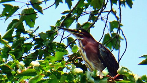 Green Heron