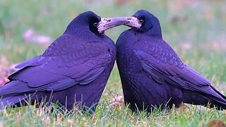 Rook Couple Having a Tender Moment