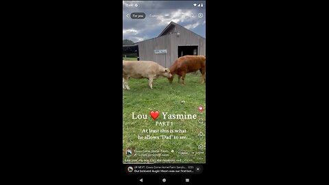 This Summer's Bovine Power Couple and their Sanctuary