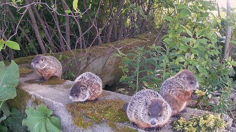 Baby Woodchuck Activities