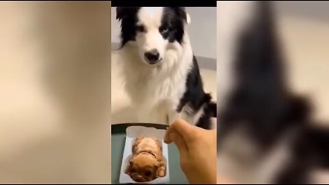 Animal Bloopers That Will Make You Cry Laughing