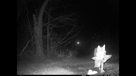Deer Cam Photos Taken In 2022 Buck In Velvet, Coyote With Deer Head. Game Cam Trail Camera