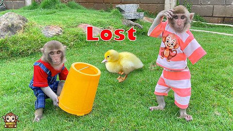 Touching! YiYi and YinYin are very worry when the duckling sneaks out to play