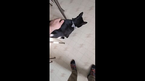 gatos