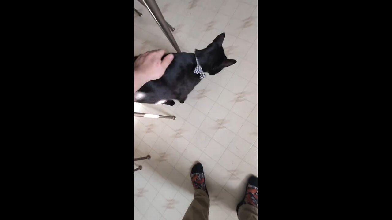gatos