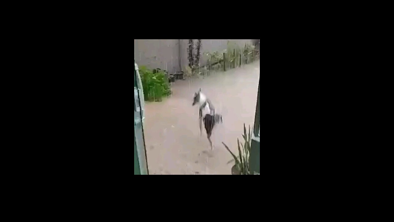 A Sporty Dog