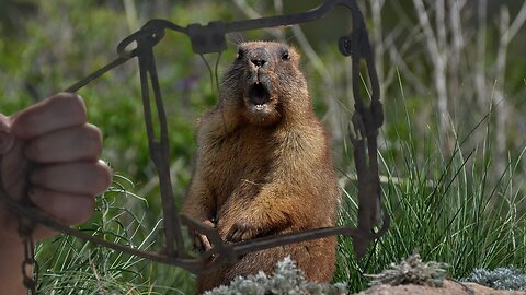 How to catch those destructive groundhogs. #trapper #groundhog