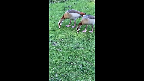 Two Egyptian Goose 🪿 #egyptiangoose #followme #shorts #viral #trending #goose