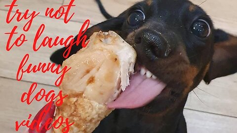 TRY NOT TO LAUGH FUNNY DOGS VIDEOS | CUTE PLAYFUL DACHSHUNDS PUPPIES INSTAGRAM VIDEOS COMPILATION