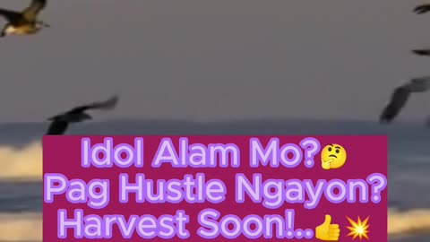 Hustle Ngayon Harvest Soon