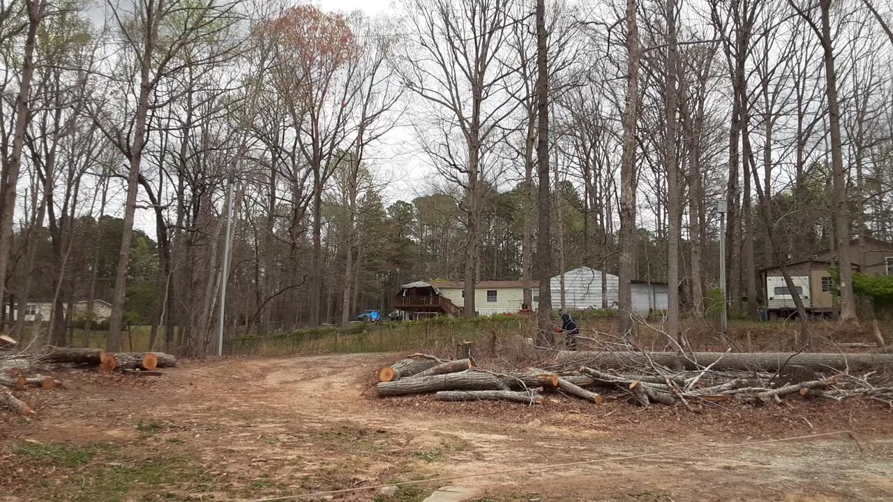 Another Tree Down – Thanks Chris!
