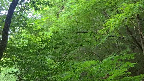 Treman Park Gorge Trail Ascent: Part 3